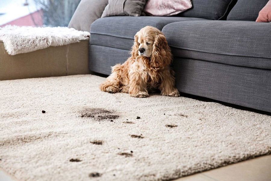 Pet Stain and Odor Removal in Sacramento, CA - Professional Cleaning Service for Pet Odors and Stains by Foamin’ Carpet Care